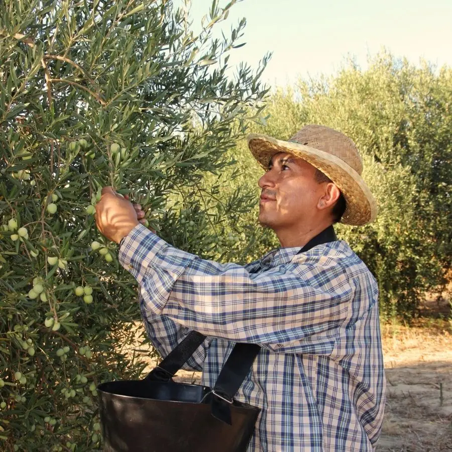 ACEITES ANDALUCIA IMAGEN