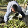 Die Olivenernte 20262027 hat begonnen. Aceites Andalucía Vorbestellung: Ungefiltertes Natives Olivenöl Extra. Neue Ernte 2026/27