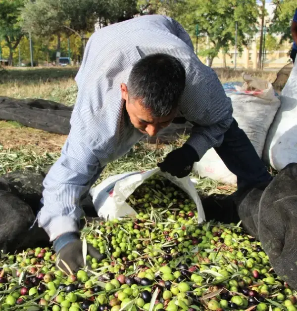 Die Olivenernte 20262027 hat begonnen. Aceites Andalucía Vorbestellung: Ungefiltertes Natives Olivenöl Extra. Neue Ernte 2026/27